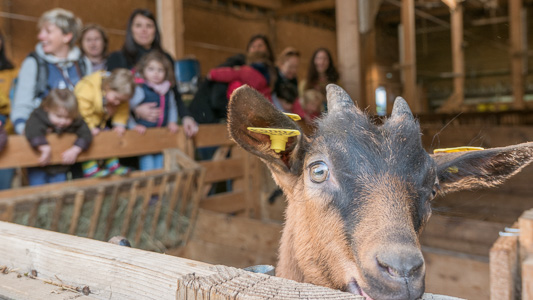 sortie à la ferme